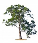 albero della gomma